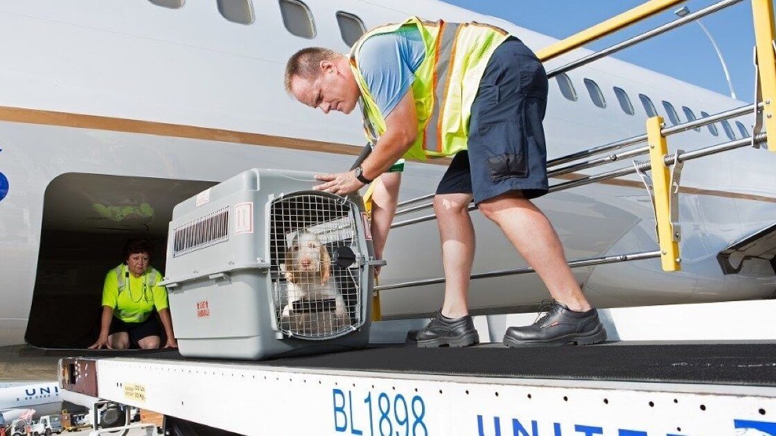Animal Cargo Charter Flights